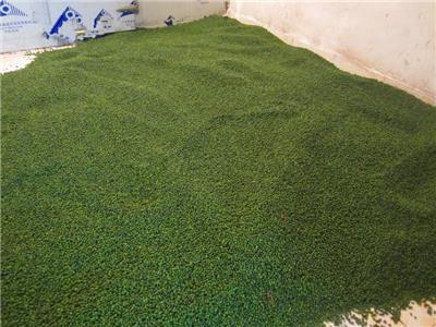 Yew seed supply in Hunan Province