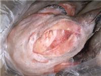 优质出口级冻安康鱼冻鱼冷冻海产品冷冻水产品