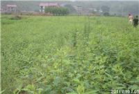 供应山苍子苗，中国特有香料植物