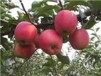 供应红富士苹果 陕西红富士苹果价格 代收红富士苹果