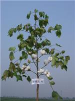 供应棉花种子正品优惠的一级棉花种子一级棉花种子培育中心