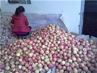 陕西膜袋红富士苹果价格，膜袋红富士苹果基地