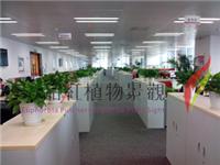 汉口办公室租花-汉口办公室租植物