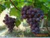 供应夏至红葡萄苗夏至红葡萄新品种葡萄苗