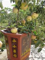 Ляонин млн. деревне качества сельскохозяйственной горшках Hanfu саженцев яблонь