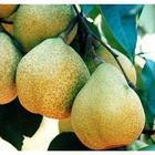 Supply grafted pear seedling apricot peach seedlings hawthorn seedlings Jujube grape seedling walnut seedlings, seedlings