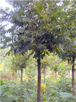 供应米径8-20公分美国山核桃树