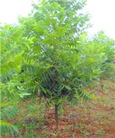 供应米径5-10公分美国山核桃采穗树