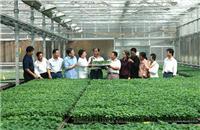 三元朱农业科技有限公专业建造温室大棚、礼品套菜批发、蔬菜种植