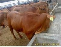 供应种牛成本计算种牛养殖利润分析