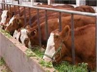 供应肉牛养殖成本计算及养殖利润分析