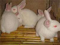 供应肉兔养殖方法就养殖利润分析