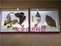 供应昆虫标本盒，艺术标本盒价格