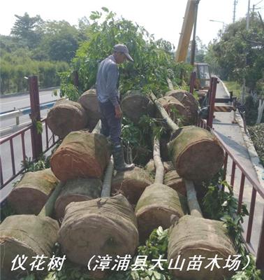 供应中国台湾相思种子