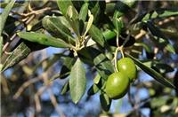 Supply Syrian olive oil import clearance services Portuguese olive oil import agent