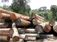 供应加蓬-刚果/加拿大木材进口需要国外林场提供的资料