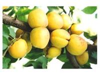 66供应5公分杏树－6公分杏树－7公分杏树，杏树价格