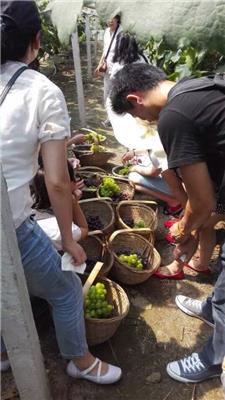 上海近郊农家乐一日游 采摘西瓜甜瓜 钓小龙虾
