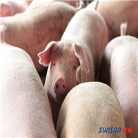 Enzima cerdo aditivo SFS-056-específica alimento para cerdos