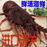 鲜活海鲜｜澳洲龙虾 海参进口清关公司