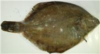 Supply Alaska stone butterfly fish (whole)