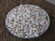 西安原生厂家专业生产白芸豆提取物—菜豆蛋白
