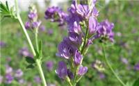 西安原生厂家专业生产紫花苜蓿提取物