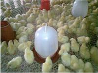 供应鸡鸭养殖用塑料平网
