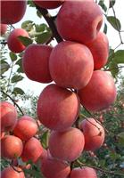 供应陕西红富士苹果|膜袋红富士苹果|冷库苹果批发