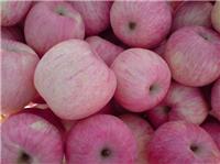 供应陕西苹果|纸袋红富士苹果|膜袋红富士苹果批发