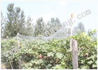 供应防虫网 防虫网现货销售 防虫网专业生产