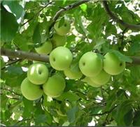 Гала яблоки есть поставлять Шаньдун происхождения