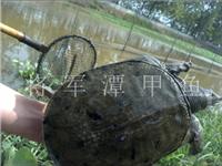 Alimentation Nanchang Yang tortue tortue | Quotes | tortue gros