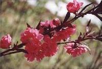 红叶碧桃主要有枝接和芽接两种