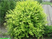 Ligustrum low survival rate of breaking the traditional cutting of the phenomenon