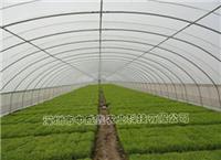 供应单栋棚薄膜温室 蔬菜温室 花卉种植 温室大棚建设