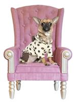 新古典银色框架浅紫色麂皮绒面料高背宠物沙发
