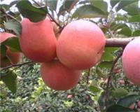 山东红富士苹果大量供应信息