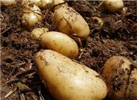 高产土豆种子品种2016春季土豆种子供应
