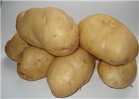 马铃薯土豆种子价格供应
