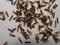 Dongguan termite control mosquito rodent pests off