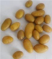 土豆种子2015土豆种子价格