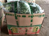 永年蔬菜基地大量出售蔬菜