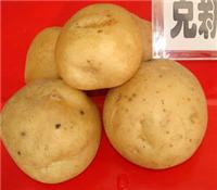 供应克新1号土豆种植方法