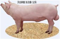 雅安长白种猪价格，天兆猪业2万头存栏基础母猪！