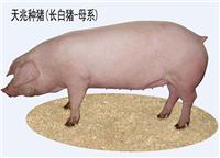 德阳长白种猪价格，天兆猪业国家生猪核心育种场！