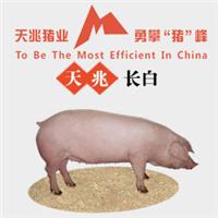 广元长白种猪价格，天兆猪业国家生猪核心育种场！
