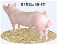 绵阳大白种猪价格，天兆猪业养猪系统工程*！