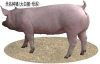 攀枝花大白种猪价格，天兆猪业养猪系统工程*！
