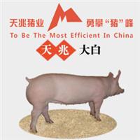 德阳大白种猪价格，天兆猪业养猪系统工程*！